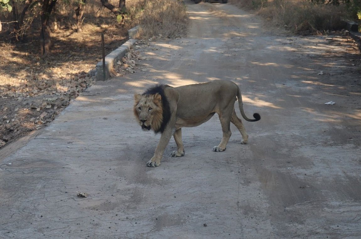 Gir National Park Gujrat