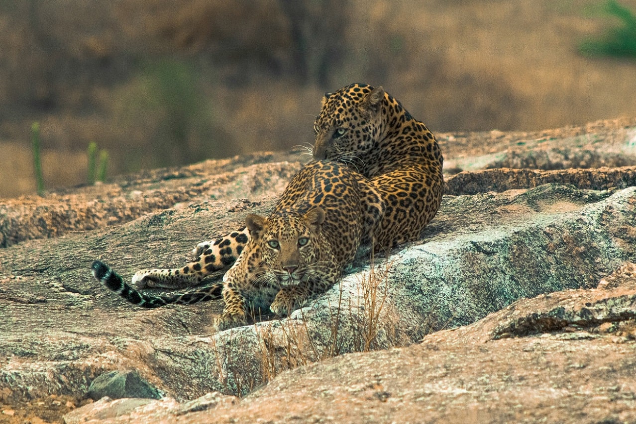 Jawai Leopard Hills Sanctuary