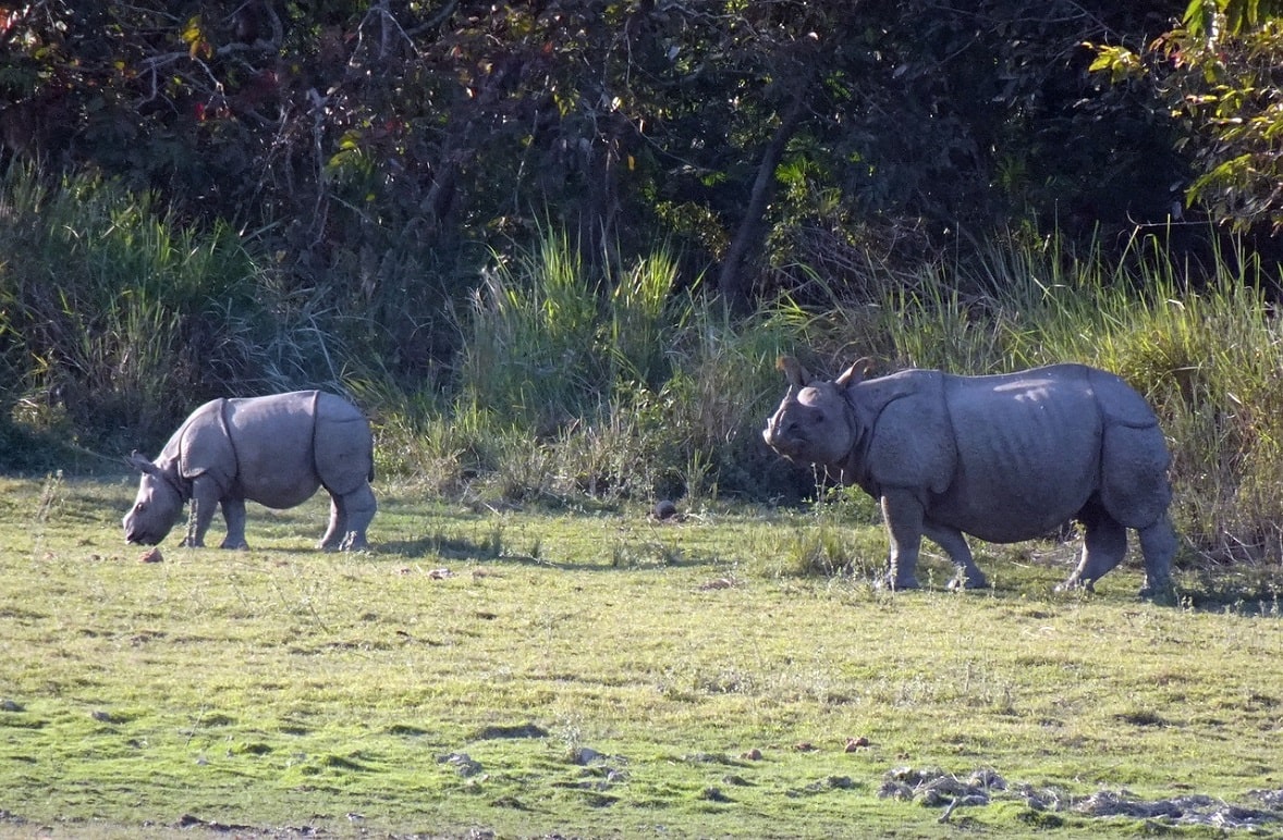 Kaziranga National Park